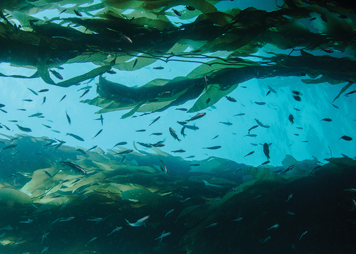 Can seaweed combat epigenetic skin ageing?