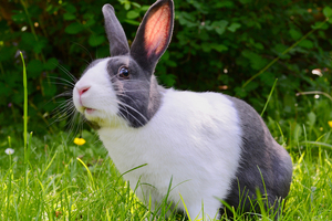 Canada moves one step closer to a cosmetics animal testing ban 