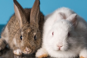 Canada poised to ban animal testing for cosmetics