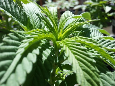 Cannabis extracts make way into beauty