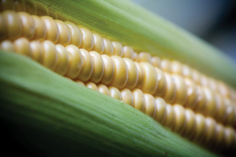Cargill and Mirexus team up for nature-derived phytoglycogen