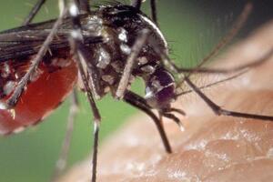 Certain body wash products may make consumers more attractive to mosquitoes