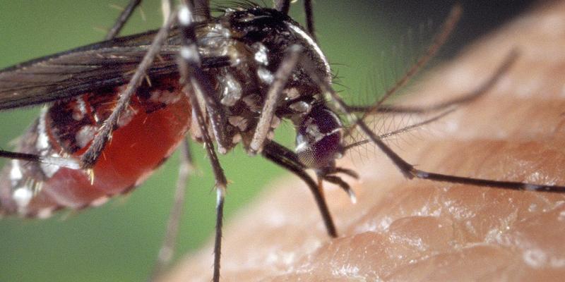 Certain body wash products may make consumers more attractive to mosquitoes