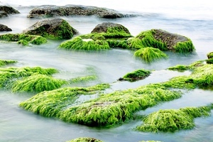 ChemSpec to distribute Algues & Mer in the US 