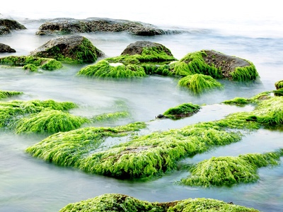 ChemSpec to distribute Algues & Mer in the US 
