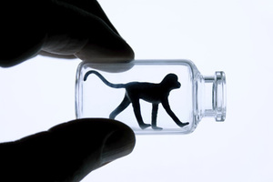 China edges closer to ending animal testing for cosmetics