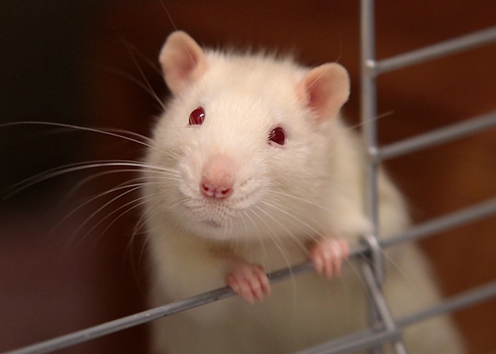 China gives non-animal testing the green light