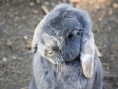 China makes first move to adopt alternative to animal testing