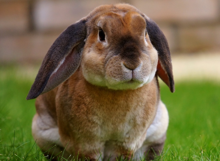 China moves closer to ending mandatory animal testing for cosmetics