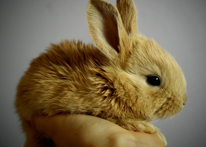 China takes step closer to cruelty-free beauty with Leaping Bunny Pilot Project
