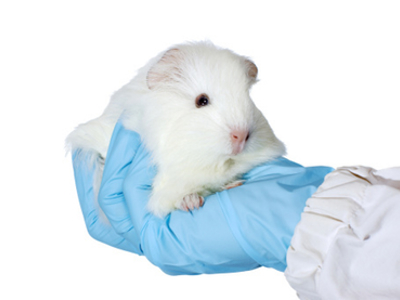 China to cease animal testing
