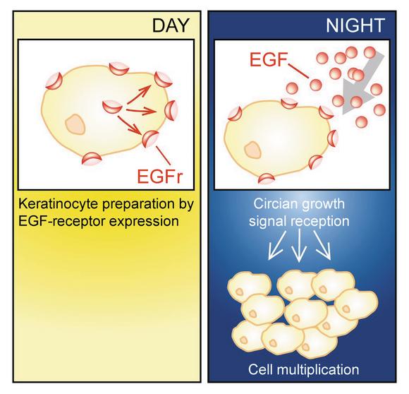 Chronobiology, cellular energy and skin firmness