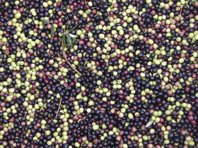 Clariant harnesses the power of olives for new anti-ageing active