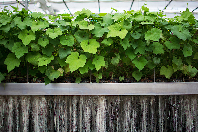 Clariant partners with Plant Advanced Technologies to create new ingredients
