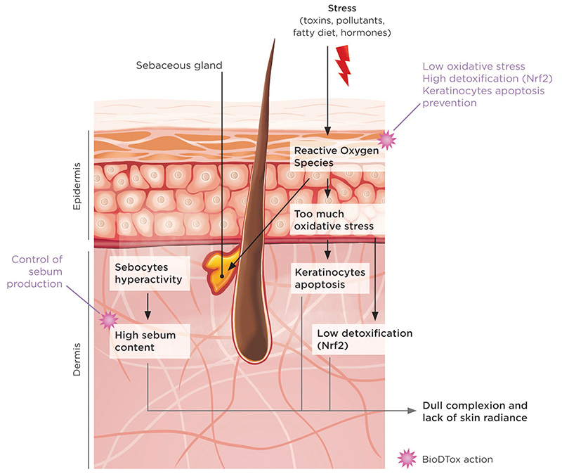 Clariant’s BioDTox takes on toxins to fight dull complexion and oily skin