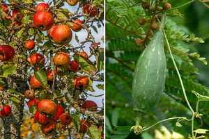 Clariant taps natural sponges and apple trees for new beauty ingredients