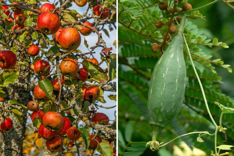 Clariant taps natural sponges and apple trees for new beauty ingredients