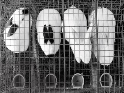 Clinique, Clarins and Dior accused of illegally selling cosmetics tested on animals