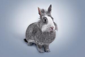 Colombia bans cosmetics testing on animals in 'historic' vote