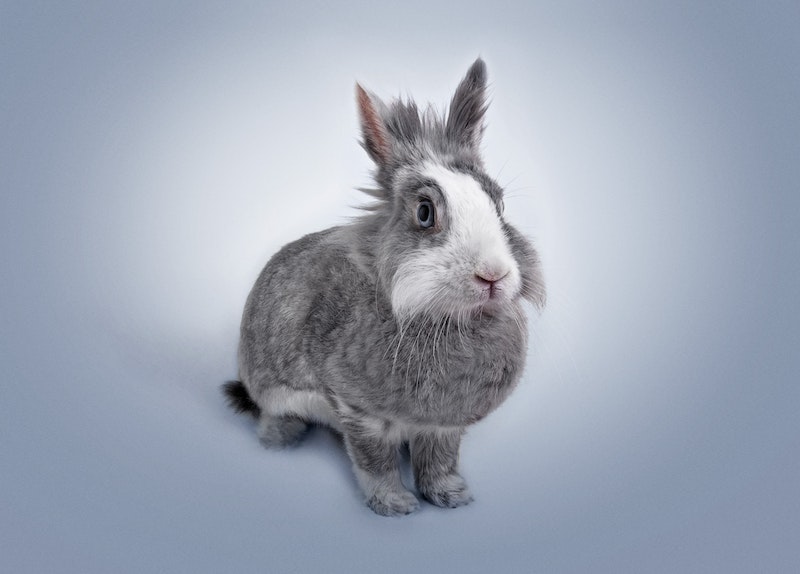 Colombia bans cosmetics testing on animals in 'historic' vote