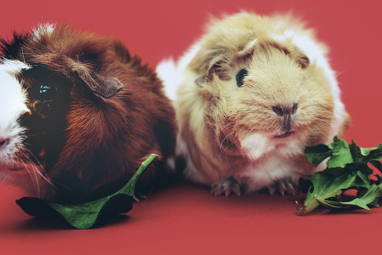 Colombia becomes first South American country to ban cosmetics testing on animals