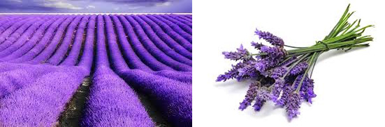 Cornelius Essential Oils: A Market Overview