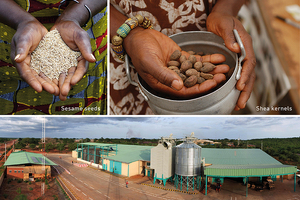 Cornelius supports ethical ingredient production in partnership with Olvea