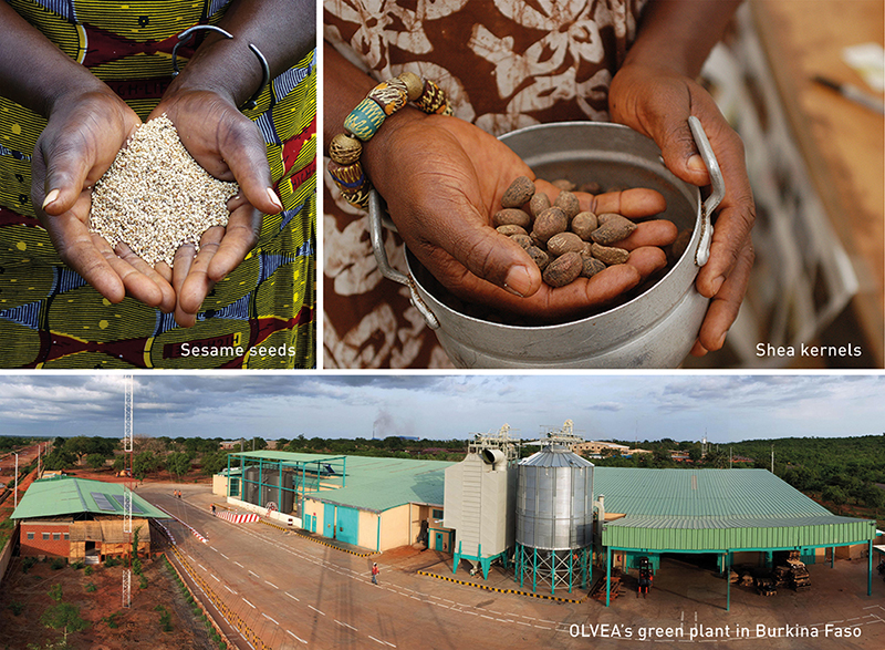Cornelius supports ethical ingredient production in partnership with Olvea