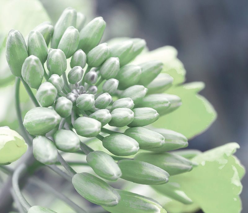 Cosphatec GmbH launches new sustainable antioxidant blend