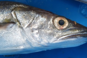 Could hake fish skin be the next star anti-wrinkle ingredient? 