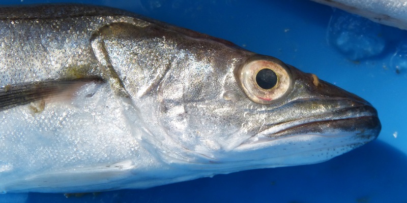 Could hake fish skin be the next star anti-wrinkle ingredient? 