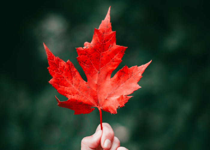 Could maple leaves be the next big ingredient in natural anti-ageing? 