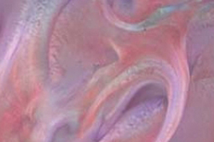 CoValence launches new Rose Crystal eye serum