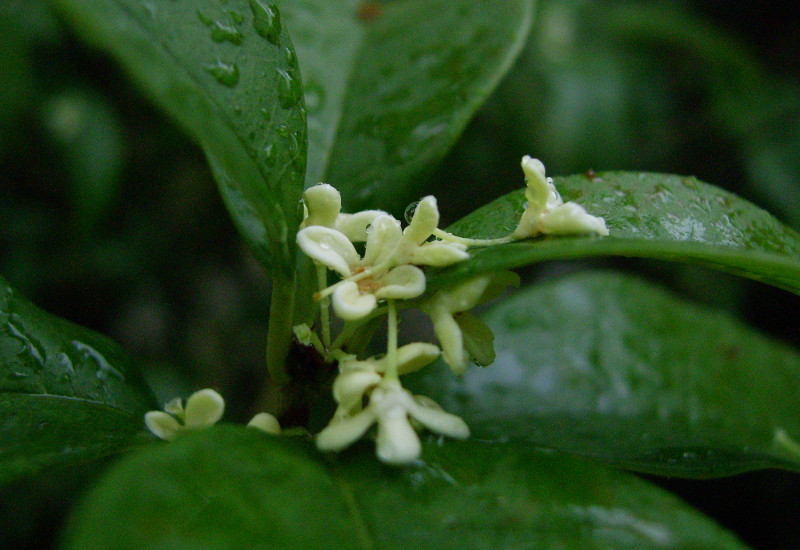 CPL Aromas adds Osmanthus Fusion to AromaFusion portfolio 
