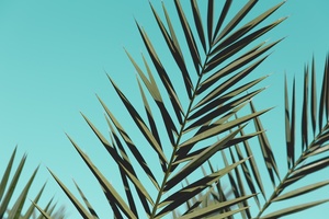 CPL Aromas commits to sustainable palm oil sourcing