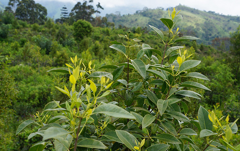 CPL Aromas' new approach to sustainable sandalwood