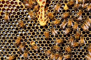Creating a buzz: Are bee product-containing goods in or out of fashion?
