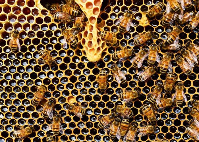 Creating a buzz: Are bee product-containing goods in or out of fashion?
