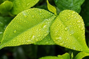 Croda acquires renewable surfactants company Enza Biotech
