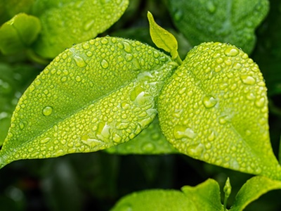 Croda acquires renewable surfactants company Enza Biotech
