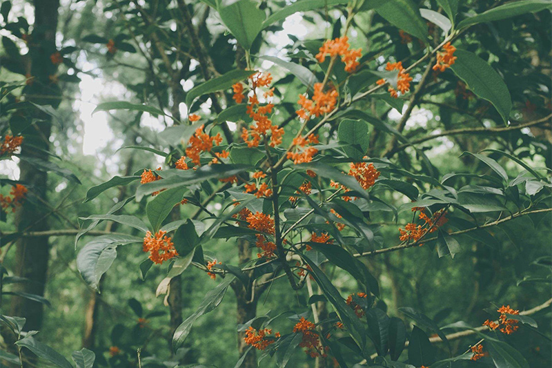 Croda Beauty's new botanical launch: Phytessence Osmanthus