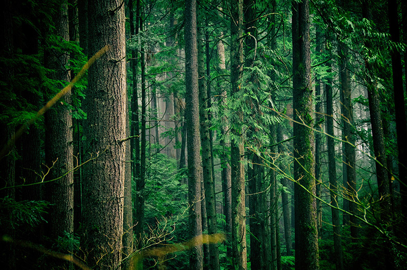Croda's Commitment to a Deforestation-free Supply Chain Recognised by CDP 