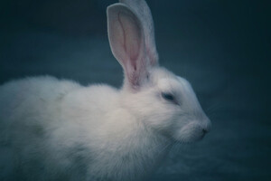 Cruelty-free and REACH: Why are some cosmetic ingredient suppliers being made to use animal tests?
