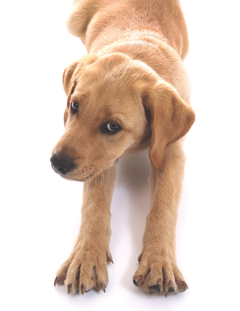 Cruelty free cosmetics: Where are we in 2019?