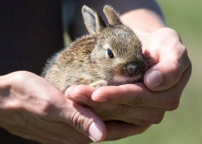 Cruelty Free International addresses future of animal testing in China at Leaping Bunny-backed conference