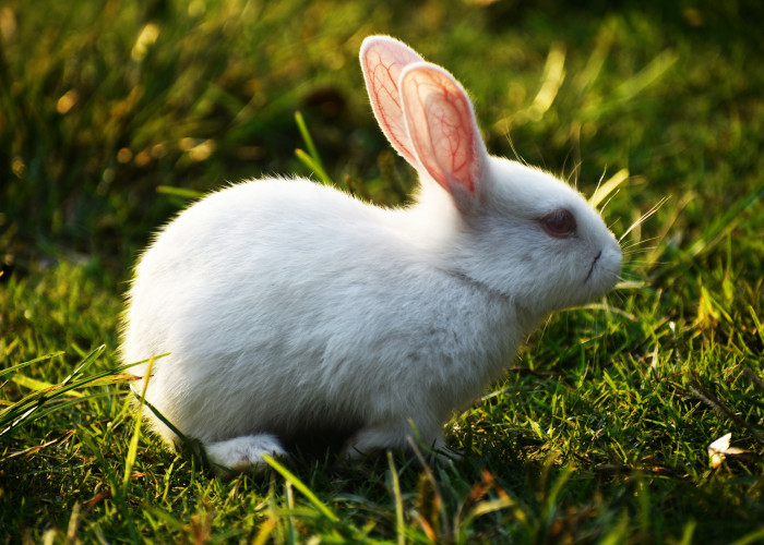 Cruelty Free International extends beauty pilot scheme across China