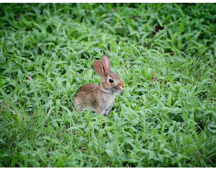 Cruelty Free International launches anti-animal testing petition against European Chemicals Agency