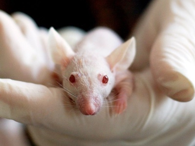 Cruelty Free International pushes for global end to animal testing for cosmetics
