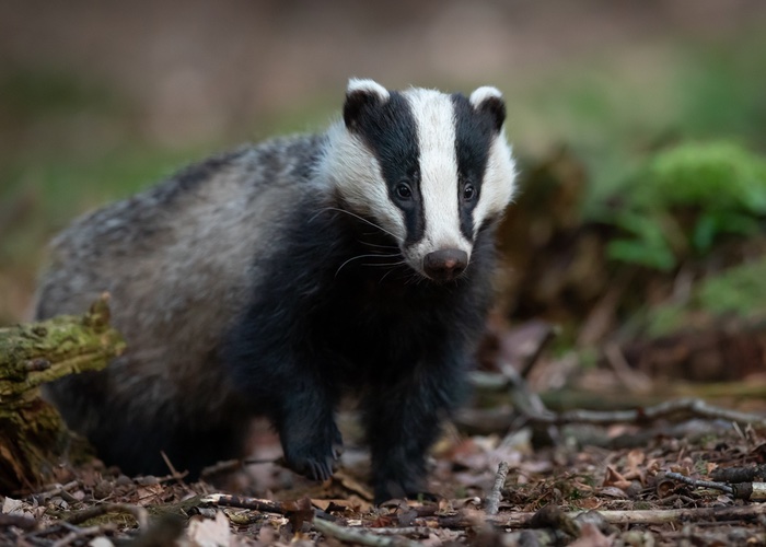 Cult Beauty bans sale of badger hair on site 