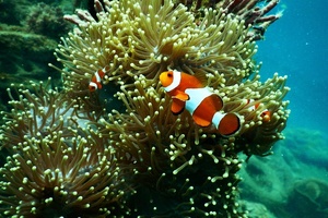 Current events: How safe are ‘ocean friendly’ sunscreens? 
